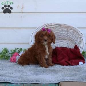 Rosie, Cavapoo Puppy