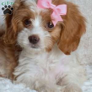 Rosie, Cavapoo Puppy