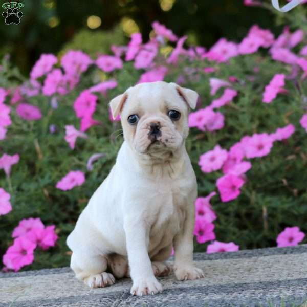 Rosie, Boston Terrier Puppy