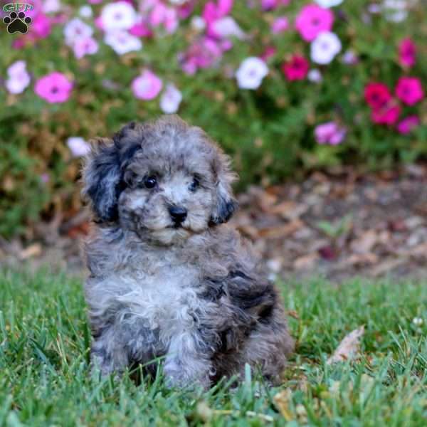 Rosie, Cockapoo Puppy