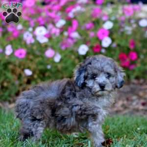 Rosie, Cockapoo Puppy