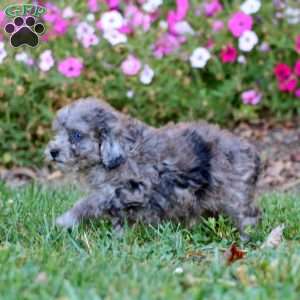 Rosie, Cockapoo Puppy