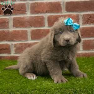 Rosie, Newfoundland Puppy