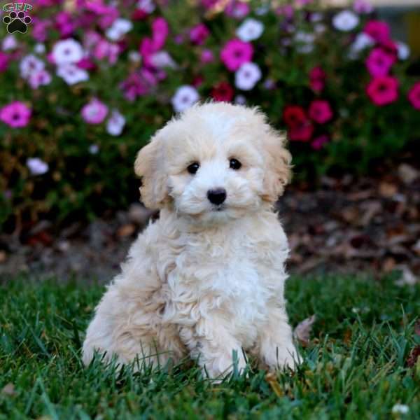 Ross, Cockapoo Puppy