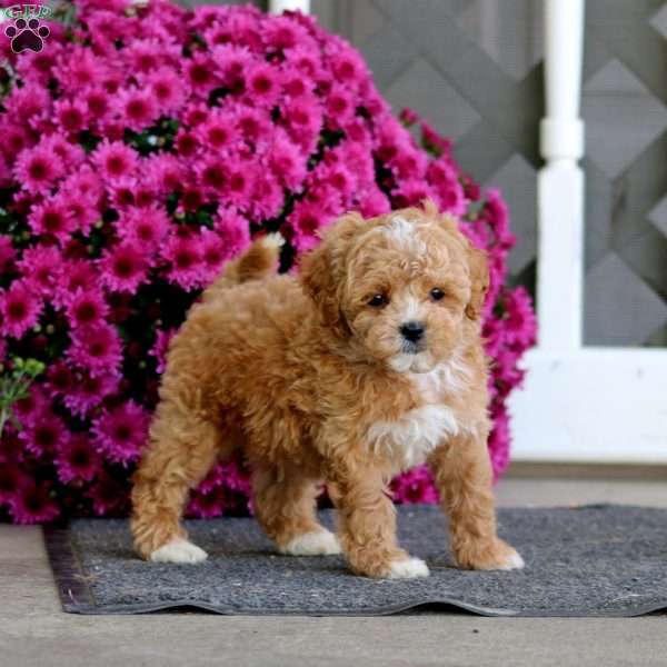 Ross, Shih-Poo Puppy