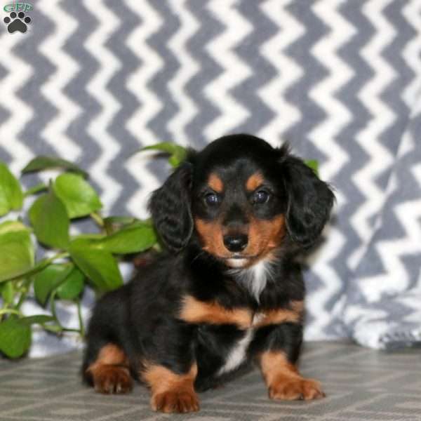 Ross – Mini, Dachshund Puppy