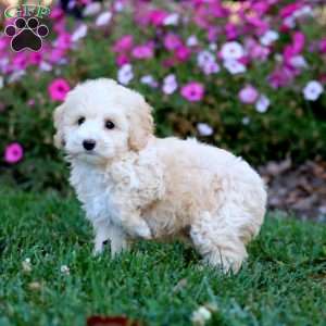 Ross, Cockapoo Puppy