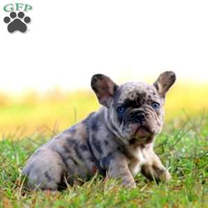 Ross, French Bulldog Puppy