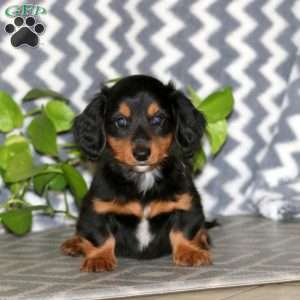 Ross – Mini, Dachshund Puppy