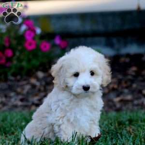 Ross, Cockapoo Puppy