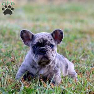Ross, French Bulldog Puppy