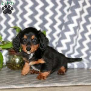 Ross – Mini, Dachshund Puppy