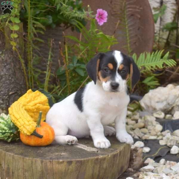 Rover, Jack Russell Mix Puppy