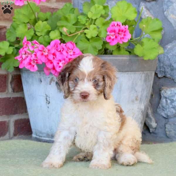 Rover, Cockapoo Puppy