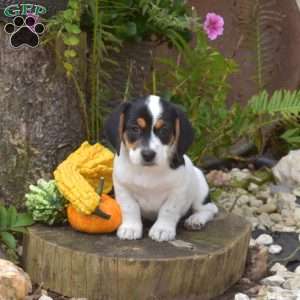 Rover, Jack Russell Mix Puppy