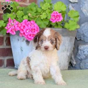 Rover, Cockapoo Puppy