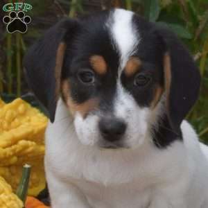 Rover, Jack Russell Mix Puppy