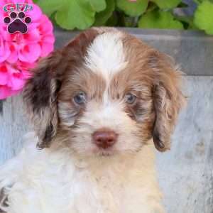 Rover, Cockapoo Puppy