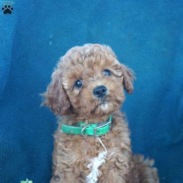 Roxanne, Cavapoo Puppy