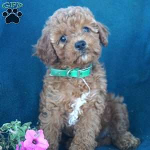 Roxanne, Cavapoo Puppy