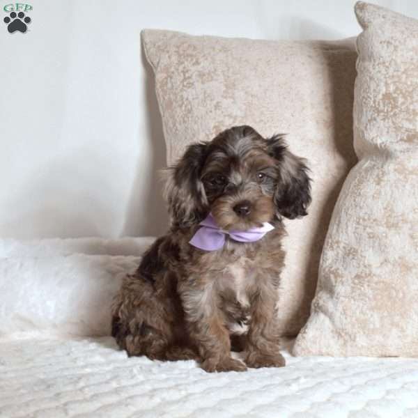 Roxy, Cavapoo Puppy