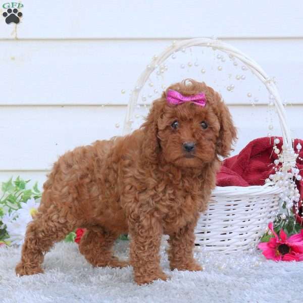Roxy, Cavapoo Puppy