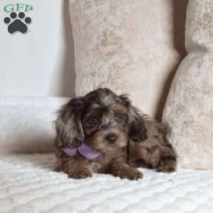 Roxy, Cavapoo Puppy