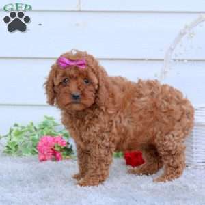 Roxy, Cavapoo Puppy