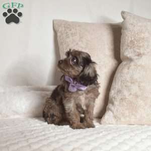 Roxy, Cavapoo Puppy