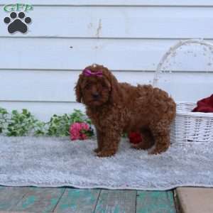 Roxy, Cavapoo Puppy