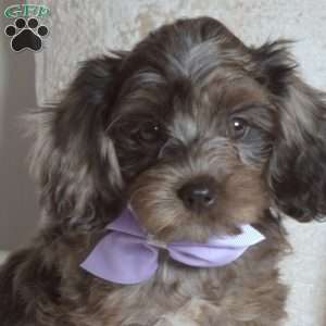 Roxy, Cavapoo Puppy