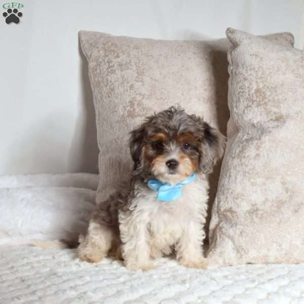 Rubble, Cavapoo Puppy
