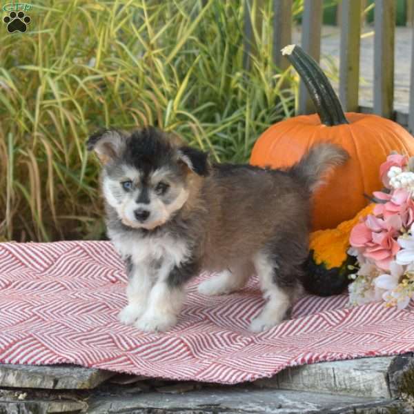 Rubble, Pomeranian Mix Puppy