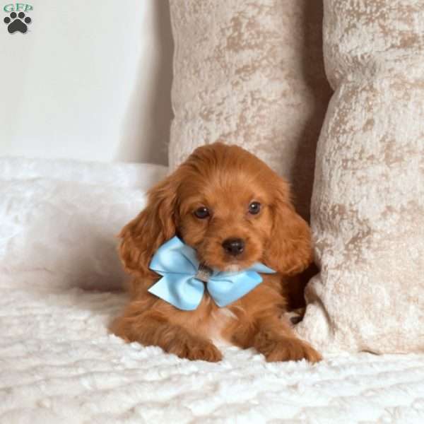 Ruby, Cavapoo Puppy