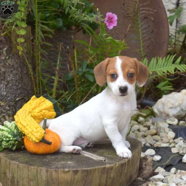 Ruby, Jack Russell Mix Puppy