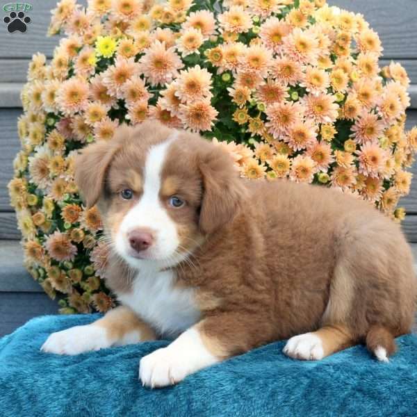 Ruby, Australian Shepherd Puppy