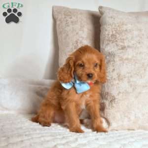 Ruby, Cavapoo Puppy