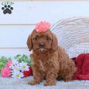Ruby, Cavapoo Puppy