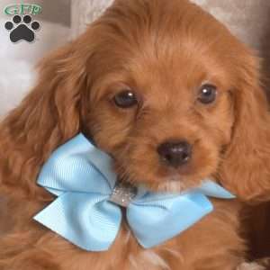 Ruby, Cavapoo Puppy