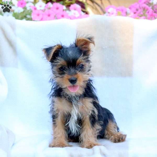 Rudy, Yorkie Puppy