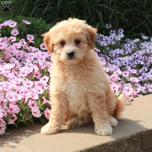 Rue, Bich-Poo Puppy