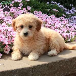 Rue, Bich-Poo Puppy