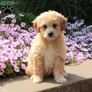 Rue, Bich-Poo Puppy