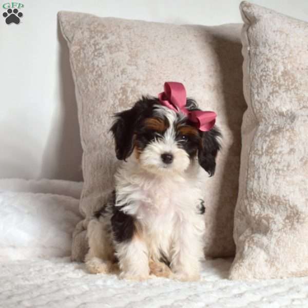 Ruffles, Cavapoo Puppy