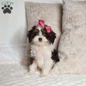 Ruffles, Cavapoo Puppy