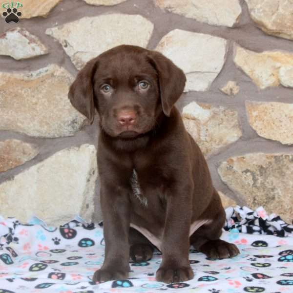 Russ, Chocolate Labrador Retriever Puppy