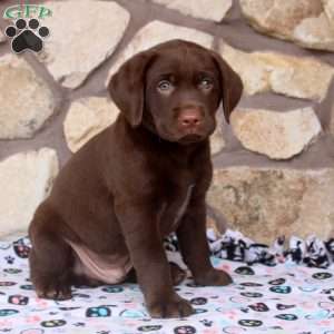 Russ, Chocolate Labrador Retriever Puppy