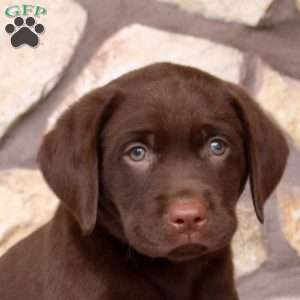 Russ, Chocolate Labrador Retriever Puppy