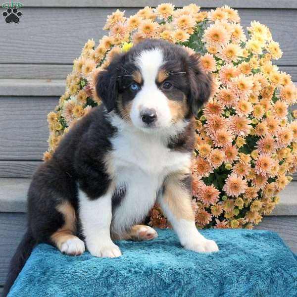 Rustler, Australian Shepherd Puppy