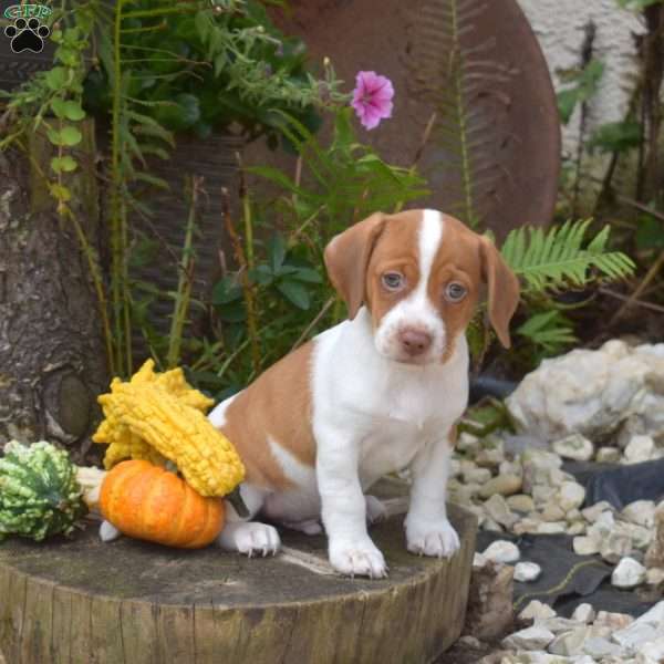 Rusty, Jack Russell Mix Puppy